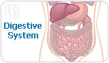 Digestive system