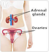 The female body produces testosterone in the ovaries and the adrenal glands