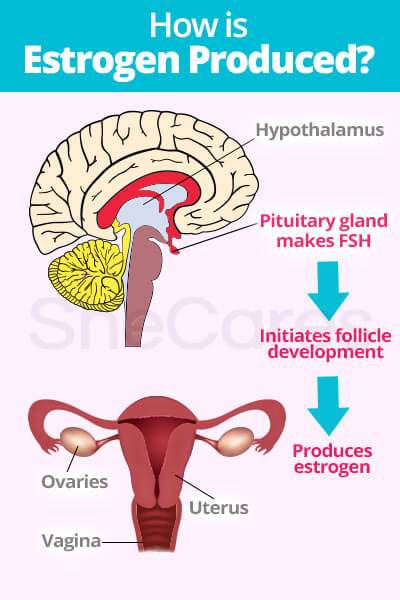 How is Estrogen Produced