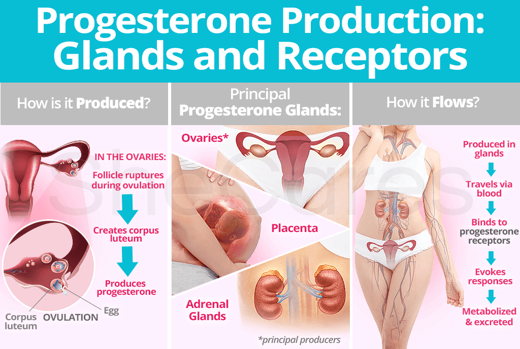 Progesterone Production: Glands and Receptors