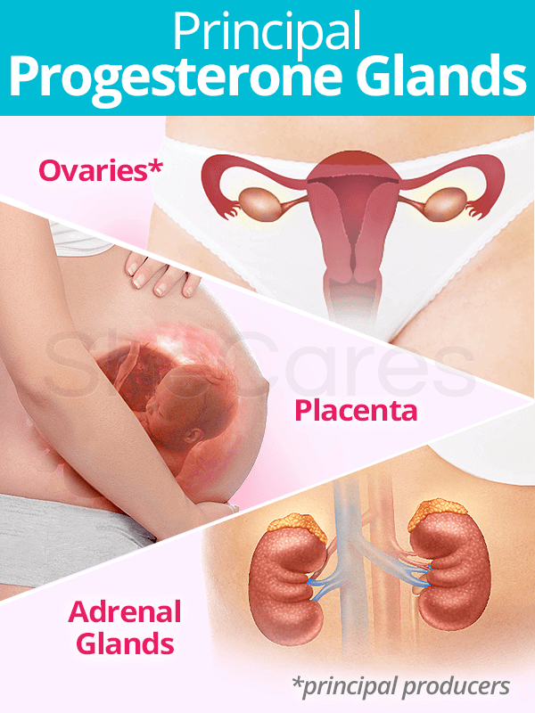 Principal progesterone glands