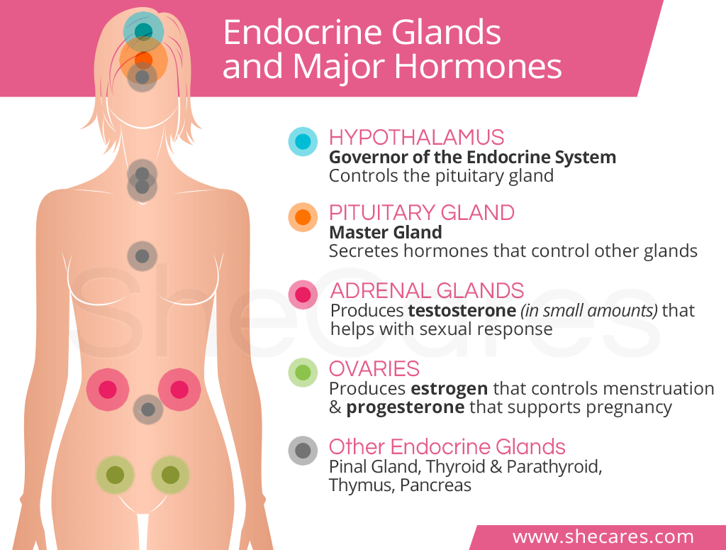 Understanding Female Hormones