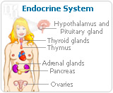 Endocrine system