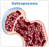 estrogen-versus-testosterone-2