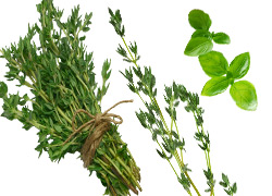Non Estrogenic Herbs