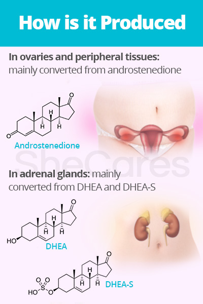 Testosterone how is it produced