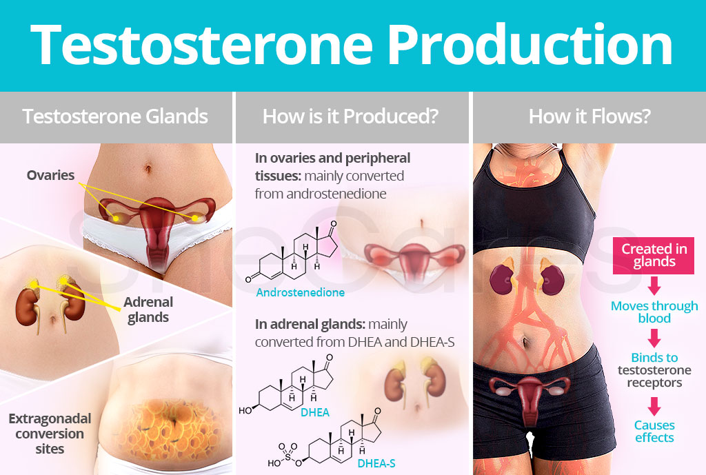 Testosterone Production: Glands and Receptors