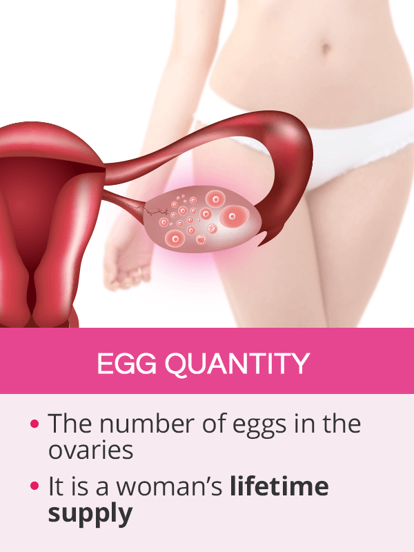 Egg quantity