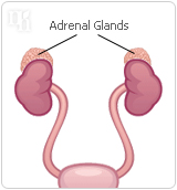 Progesterone is produced and secreted by the adrenal glands