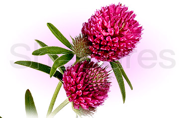 Natural Estrogen Production