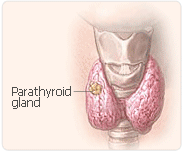 Parathyroid gland