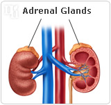 Adrenal glands