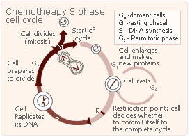 chemotherapy cycle