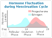 Progesterone makes its debut in the luteal phase of the menstrual cycle