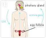 Estrogen helps regulate the menstrual cycle