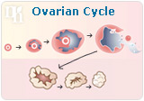 Ovarian cycle