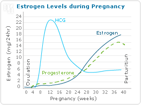 estrogen levels hormones pregnancy during shecares natural