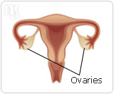 Alcohol and Progesterone-1