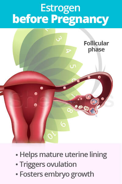 Estrogen before Pregnancy