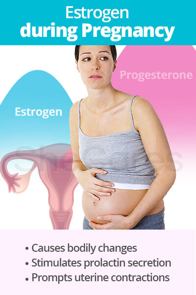 Estrogen during Pregnancy