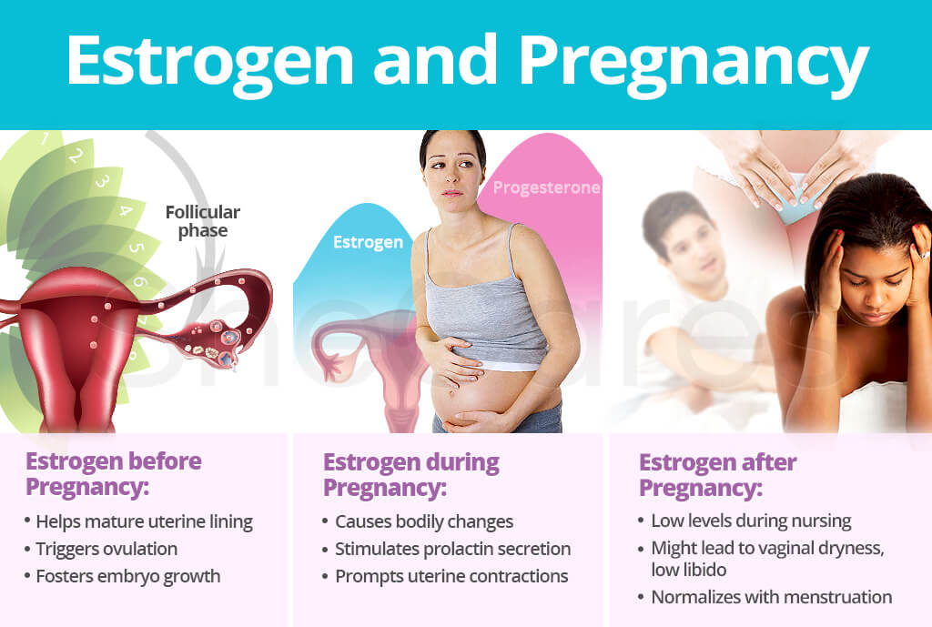 Estrogen And Pregnancy SheCares
