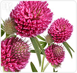 Red clover is a natural supplement that can be used to combat hormonal imbalance