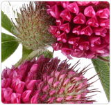 Herbal remedies have the ability to regulate your unstable hormone levels