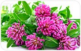 Can I Boost Progesterone with Herbal Supplements?