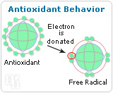 Estrogen as an Antioxidant-1