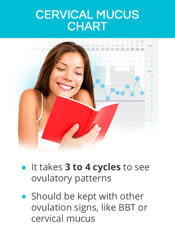 cervix position chart