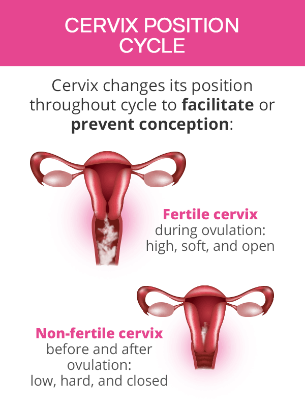 cervix position during cycle