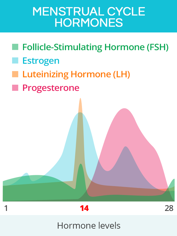 Menstrual cycle hormones