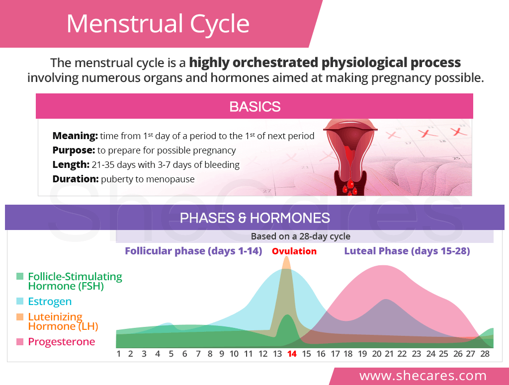 Menstrual bleeding, cycle length, and follicular and luteal phase