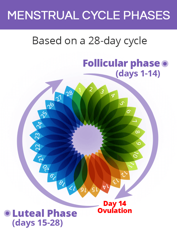 Menstrual cycle phases