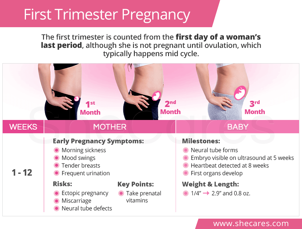 First Trimester Pregnancy