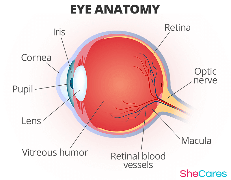 Eye Anatomy