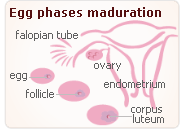 progesterone falopian