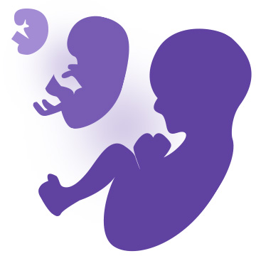 Fetal development