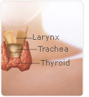 Thyroid