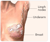 hrt breast