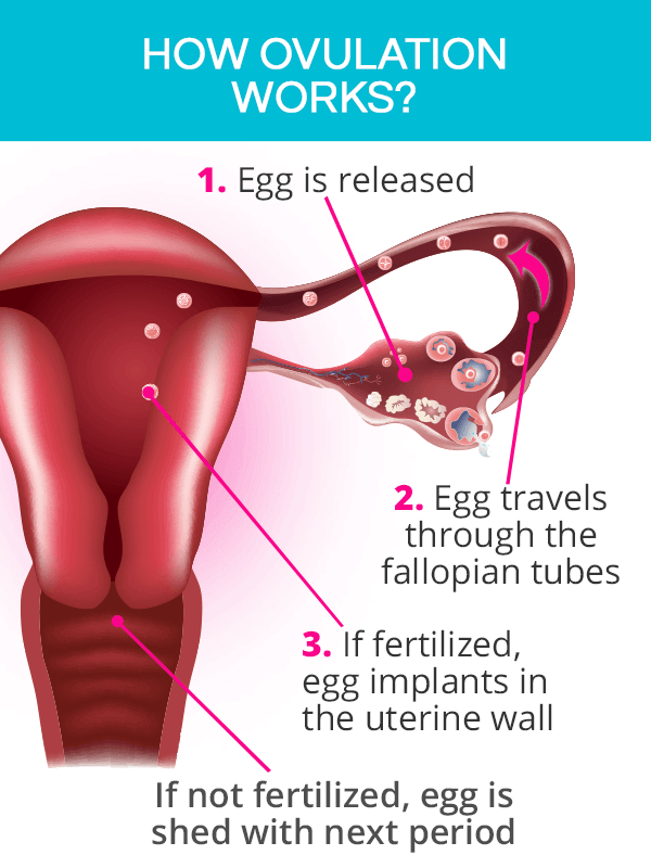 Ovulation Cycle How Does Ovulation Work Shecares