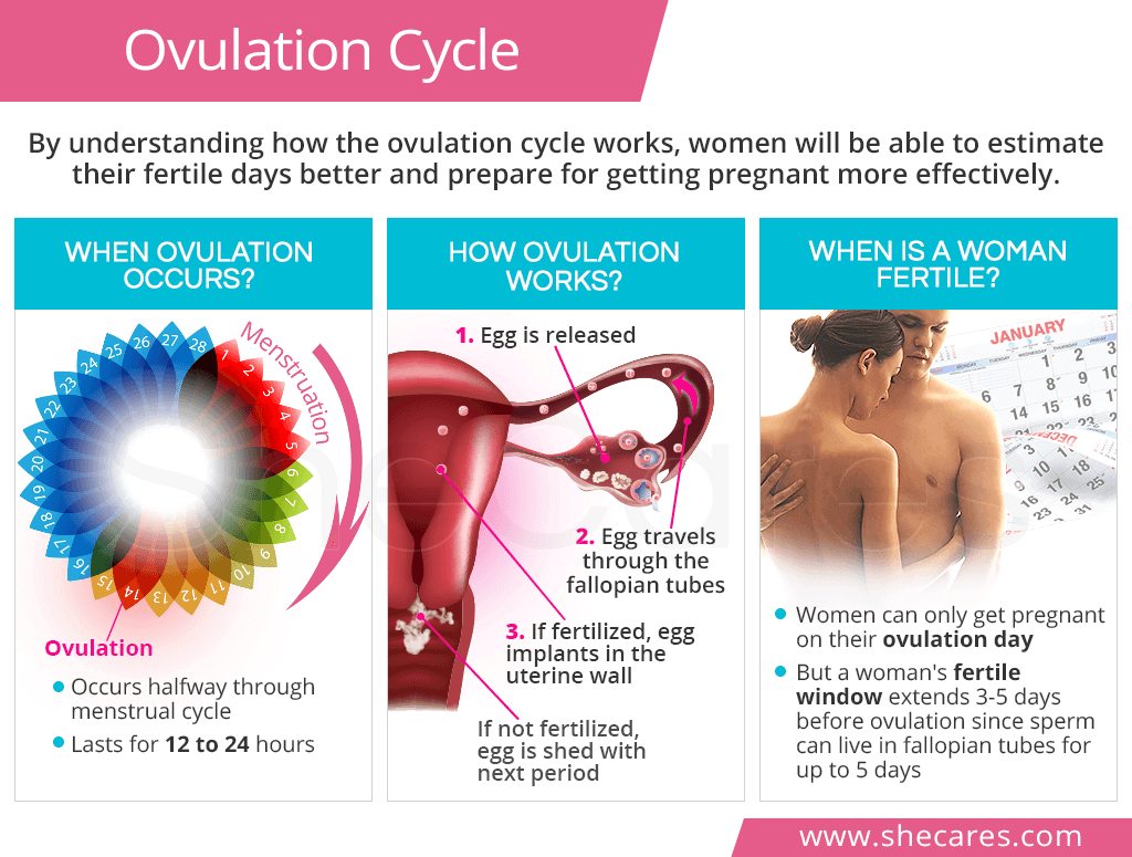 Ovulation Cycle How Does Ovulation Work Shecares 