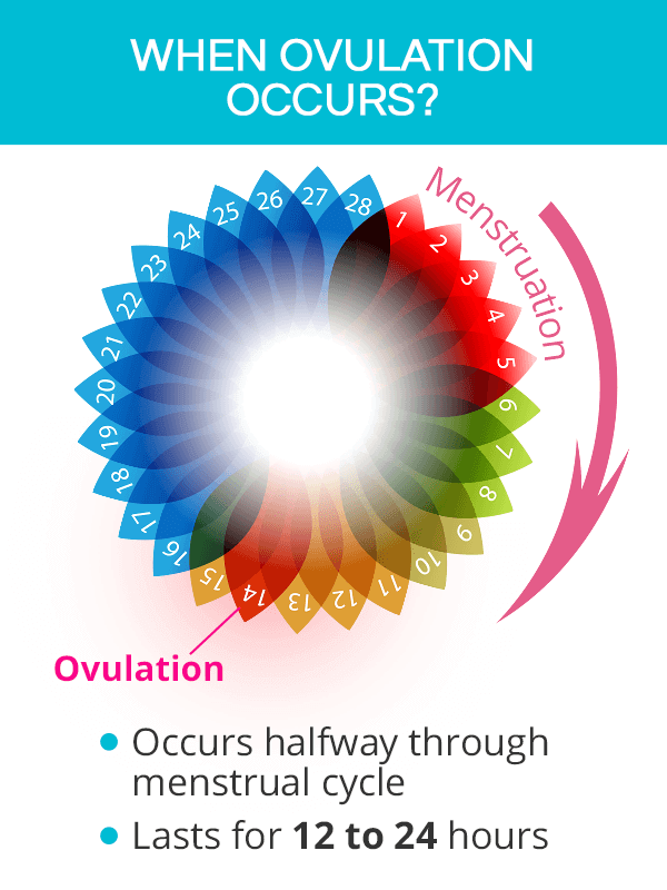 Ovulation Signs and Symptoms