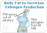 The body learns to convert more calories into fat to increase estrogen production