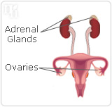 Testosterone is produced in the ovaries and adrenal glands