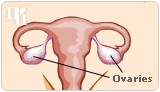 estrogen organs