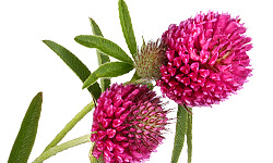 What is red clover