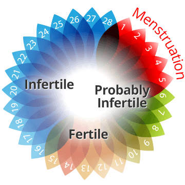 ovulation cycle