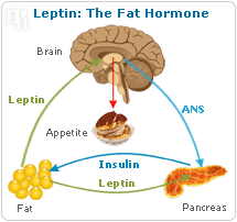 Leptin: The Fat hormone