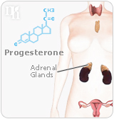 Progesterone is capable of transforming itself into estrogen and adrenal steroids